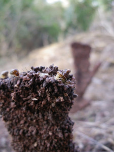 termites powerful weapon against extermination their own poop