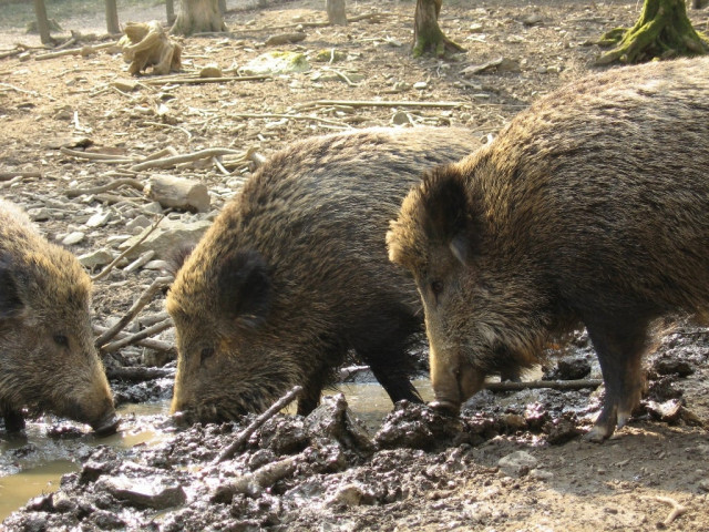 wild pigs menace suburban atlanta photo file wild pigs menace suburban atlanta photo file