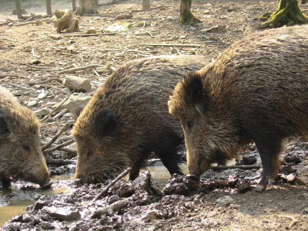 wild pigs menace suburban atlanta photo file