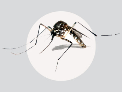 dengue virus countering the threat in punjab dengue virus countering the threat in punjab