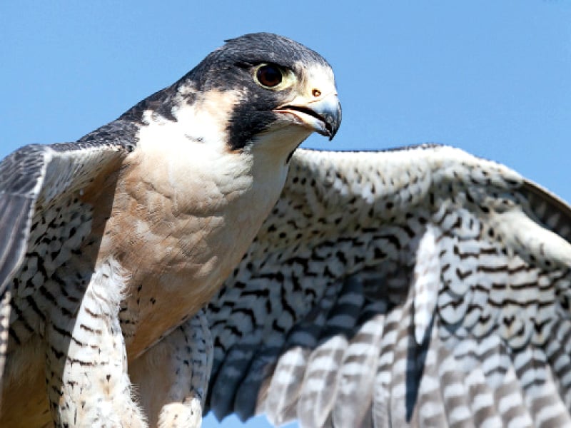 when the falcons attack hunters trap them using nets photo file