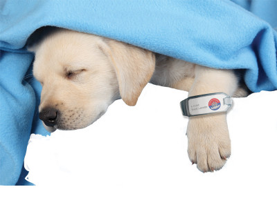 police s best friend to sniff out trouble sindh police breed dogs