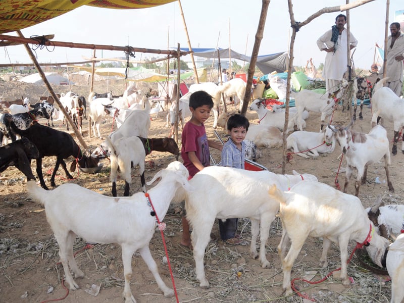 as the festival of eidul azha nears children are standing among goats and cows that are on sale at the sohrab goth cattle market which opened for business officially on wednesday photo mohammad noman express