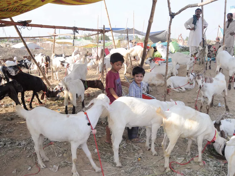 as the festival of eidul azha nears children are standing among goats and cows that are on sale at the sohrab goth cattle market which opened for business officially on wednesday photo mohammad noman express as the festival of eidul azha nears children are standing among goats and cows that are on sale at the sohrab goth cattle market which opened for business officially on wednesday photo mohammad noman express