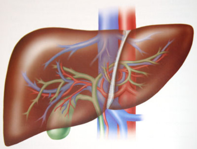liver diseases on the rise says expert photo afp liver diseases on the rise says expert photo afp