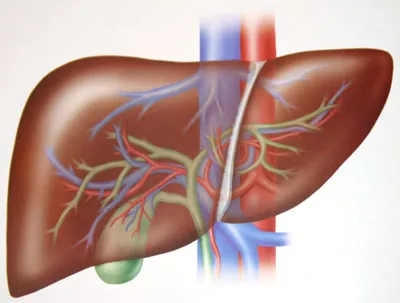 liver diseases on the rise says expert photo afp liver diseases on the rise says expert photo afp