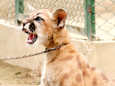 wildlife and zoo for the love of animals two social entrepreneurs set up private zoo wildlife and zoo for the love of animals two social entrepreneurs set up private zoo