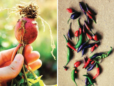 urban organic farming crops in pots and a sabzi mandi in your own backyard urban organic farming crops in pots and a sabzi mandi in your own backyard