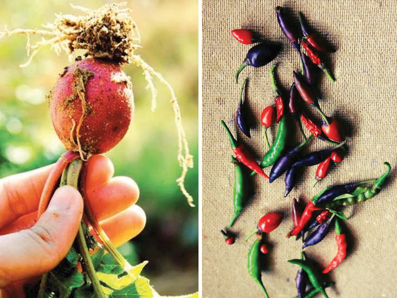 fresh vegetables grown in urban spaces offer multiple benefits food security easy access which reduces costs means you get the freshest produce photos courtesy crops in pots