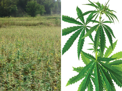 postmarked maidan overgrown harvests overrun fields of black gold postmarked maidan overgrown harvests overrun fields of black gold