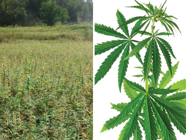 in the second part of the tirah diary tribesmen discuss the loss of cannabis a cash crop to operations displacement photos express in the second part of the tirah diary tribesmen discuss the loss of cannabis a cash crop to operations displacement photos express