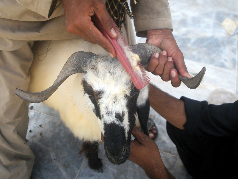 a man holds a goat while another combs its hair before selling it for rs11 000 in a market in safoora goth photo athar khan express