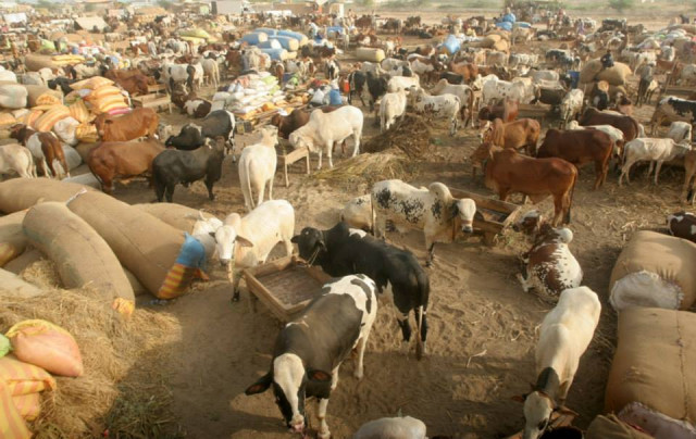 the prices of animals have increased by almost 80 per cent this year making it impossible for most of the capital s residents to make an individual sacrifice photo athar khan the prices of animals have increased by almost 80 per cent this year making it impossible for most of the capital s residents to make an individual sacrifice photo athar khan