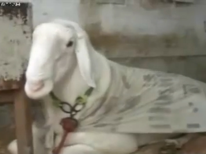 sheep owner and enthusiast jaffar khan is confident that his sheep raja is superior to all others