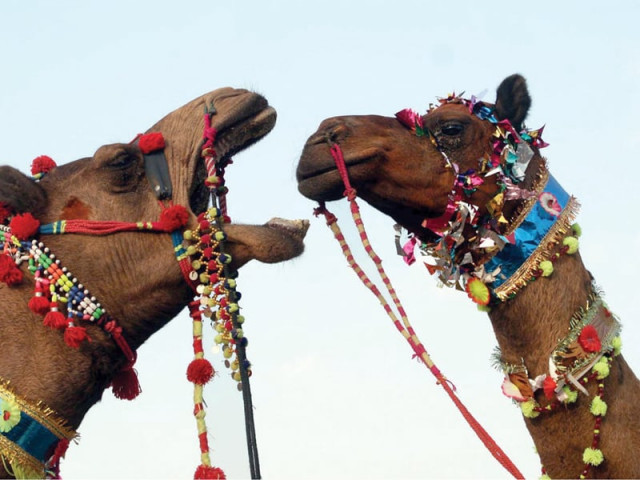 camels are among the animals being brought into karachi for eidul azha ten veterinary doctors have been posted at checkpoints to inspect the animals coming into the city photo inp camels are among the animals being brought into karachi for eidul azha ten veterinary doctors have been posted at checkpoints to inspect the animals coming into the city photo inp
