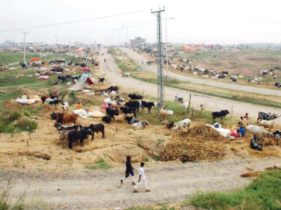 eid business cda razes illegal cattle market