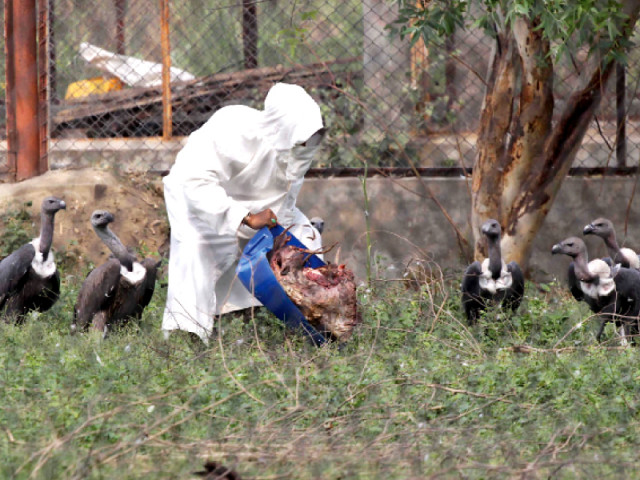 gyps vulture are now classified by iucn bird life international 2004 as critically endangered photo shafiq malik express gyps vulture are now classified by iucn bird life international 2004 as critically endangered photo shafiq malik express