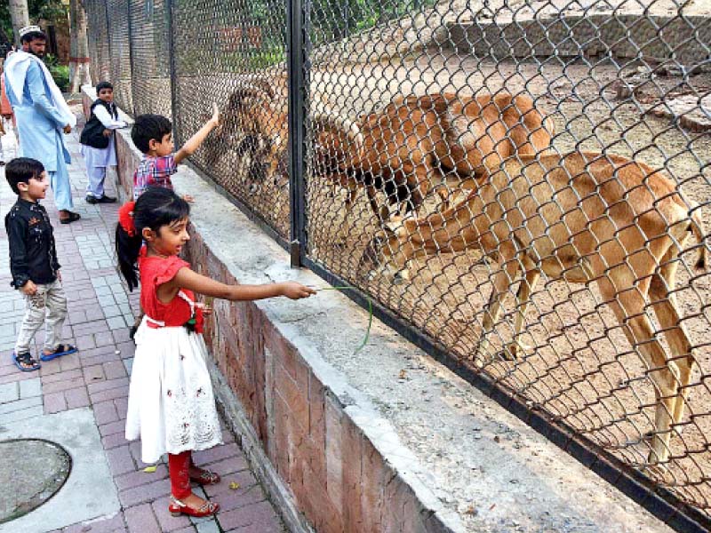 children offering grass to herbivores in lahore zoo government plans to micro chip all the animals in provincial zoos and wildlife parks for their real time monitoring photo app