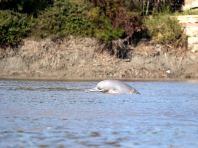 the indus and ganges river dolphins are often referred to as blind dolphins because they live in naturally muddy rivers and after millions of years of evolution have lost their eyesight photo express the indus and ganges river dolphins are often referred to as blind dolphins because they live in naturally muddy rivers and after millions of years of evolution have lost their eyesight photo express