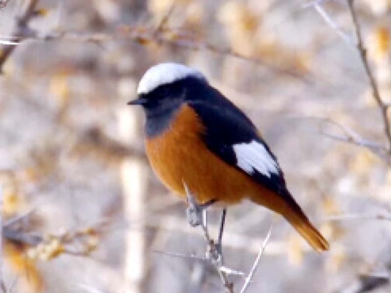 a migratory bird that flew all the way from siberia to pakistan to escape the tundra winters is perched on a bush photo ex press