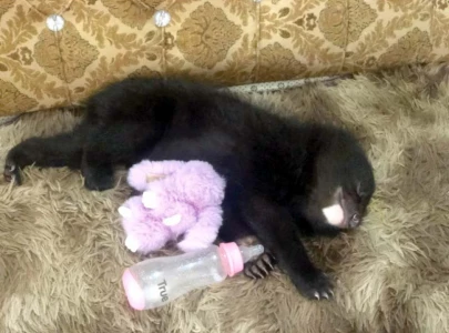 wildlife dept takes possession of tiktok famed bear cub