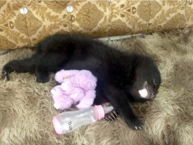 iwmb gets custody of twitter famed bear cub iwmb gets custody of twitter famed bear cub