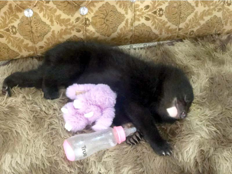 the bear cub popularly seen playing with a woman and eating fruits in tiktok videos sleeps next to a feeding bottle and a soft toy on the sofa photo express