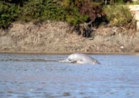 the indus river dolphin is one of the world s rarest mammals and the second most endangered freshwater river dolphin there are an estimated 1 419 indus dolphins in the channel between sukkur and guddu barrages photo file
