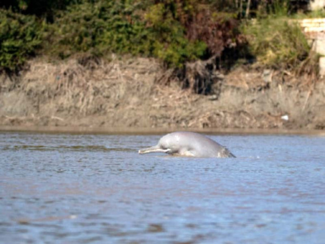 the indus river dolphin is one of the world s rarest mammals and the second most endangered freshwater river dolphin there are an estimated 1 419 indus dolphins in the channel between sukkur and guddu barrages photo file the indus river dolphin is one of the world s rarest mammals and the second most endangered freshwater river dolphin there are an estimated 1 419 indus dolphins in the channel between sukkur and guddu barrages photo file
