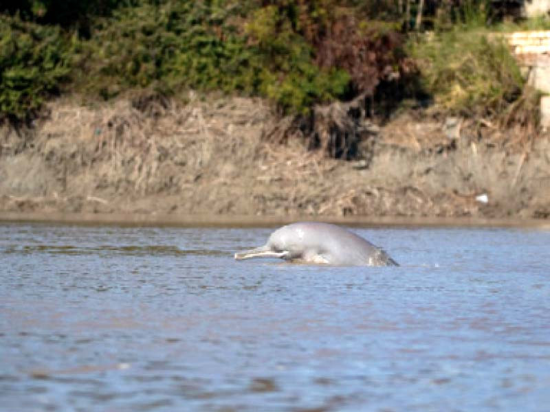 Endangered Indus Blind Dolphins require immediate help - Vimarsana News
