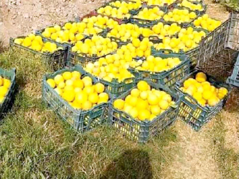 Singer lemon takes the market by storm - Vimarsana News