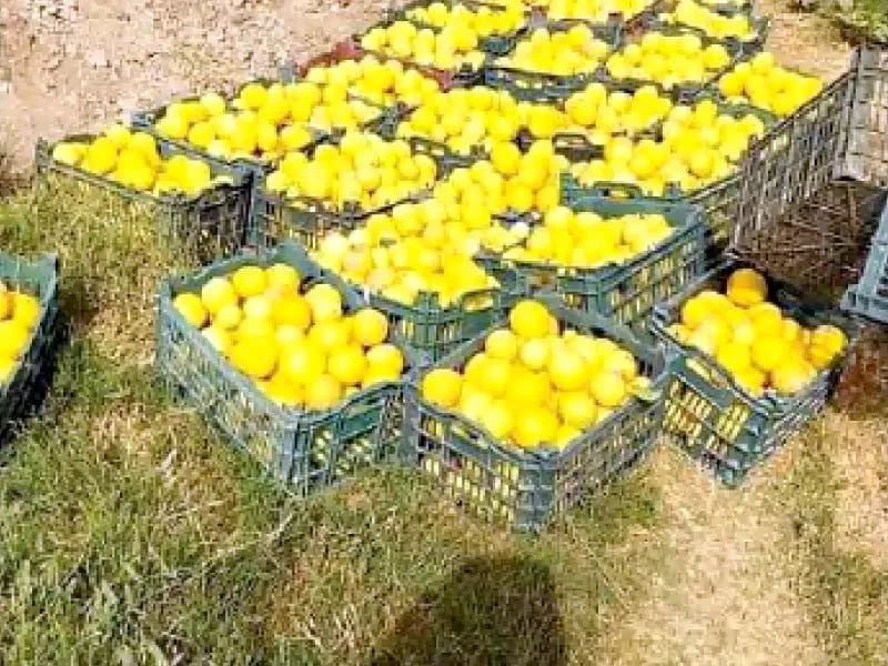 singer lemon takes the market by storm singer lemon takes the market by storm