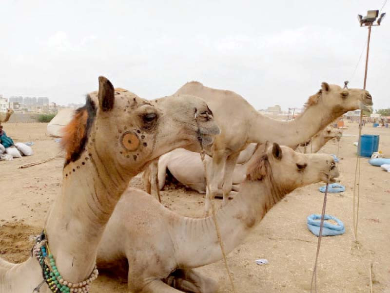 camels brought from thar desert are tied to a rope at their enclosure at karachi s cattle market on super highway photo nni