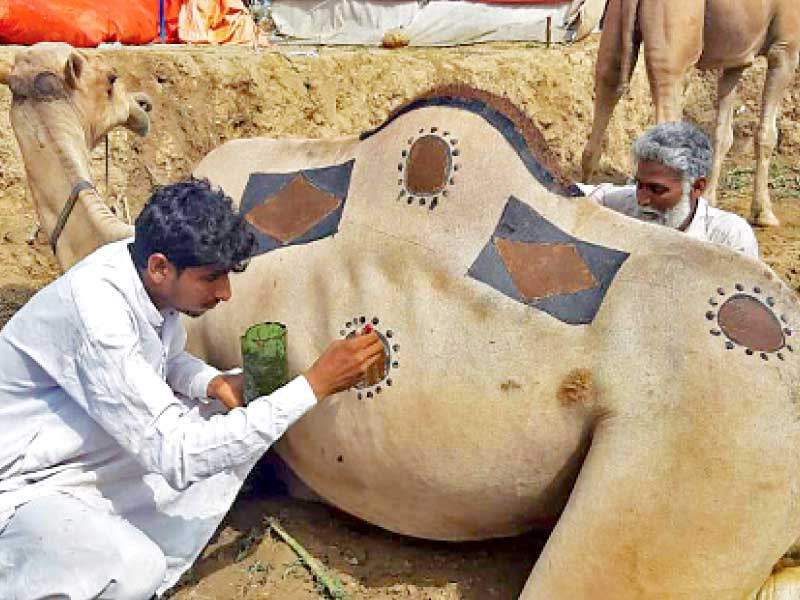 the father son duo uses the centuries old skill to beautify a sacrificial camel ahead of eidul azha photo express