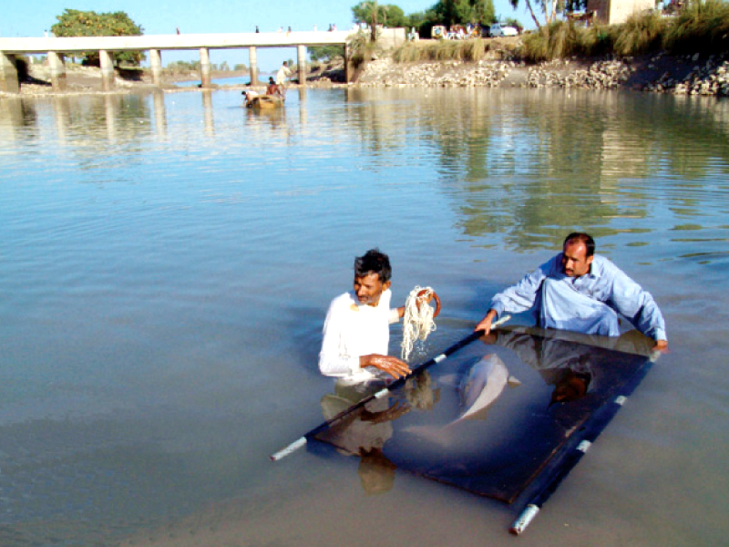 indus river dolphin population was recorded between 1 600 and 1 750 in 2006