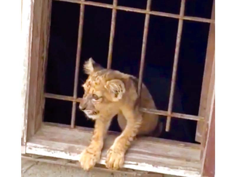 a lion cub peeks out of a window of a flat in the pechs area of karachi on monday photo express