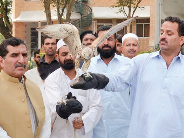 minister for environment abrar hussain tanoli sets free one of the rescued saker falcons at golf club the rare birds are worth rs10 million photo inp minister for environment abrar hussain tanoli sets free one of the rescued saker falcons at golf club the rare birds are worth rs10 million photo inp