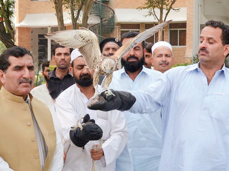 minister for environment abrar hussain tanoli sets free one of the rescued saker falcons at golf club the rare birds are worth rs10 million photo inp