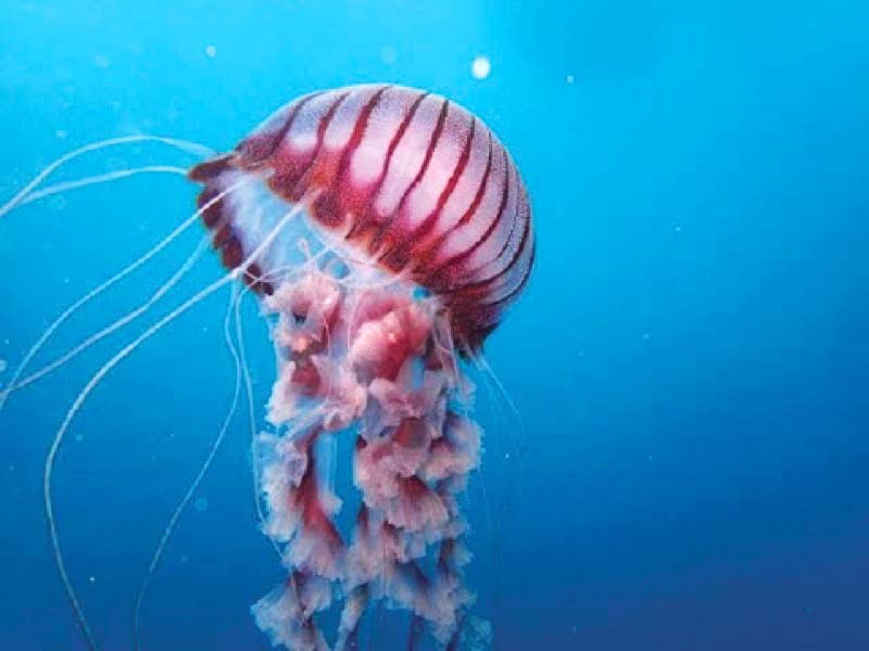 a jellyfish swims in the coastal waters of pakistan wildlife experts have called for research on reasons behind rising population of the specie photo express