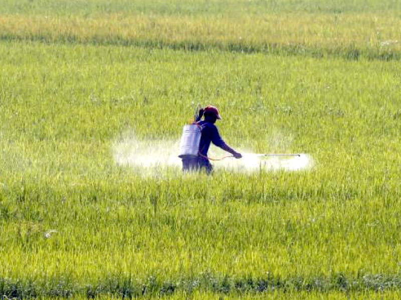 federal government is taking measures for smooth supply of urea at affordable prices to help farmers photo file