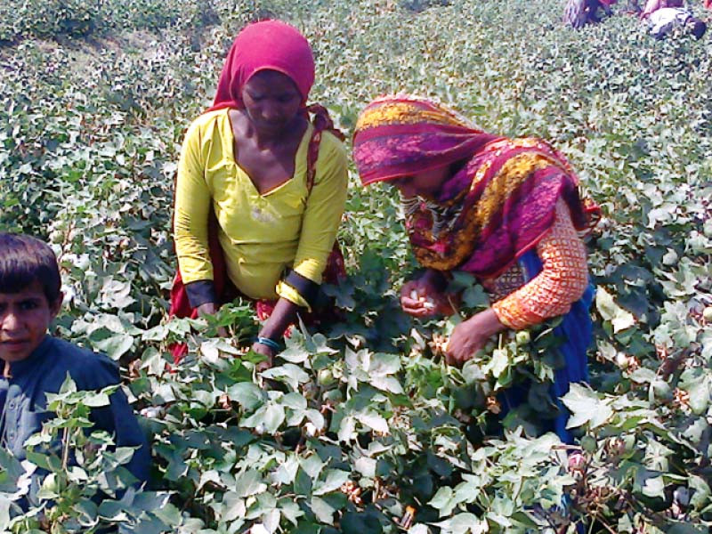 women pick cotton in a field near mithi town in sindh photo express
