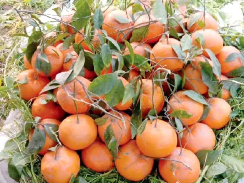 growers pin hopes on kinnow export growers pin hopes on kinnow export