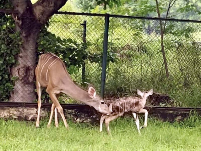 the newborn baby kudu antelope and its mother roam the grounds of jallo park photos express the newborn baby kudu antelope and its mother roam the grounds of jallo park photos express