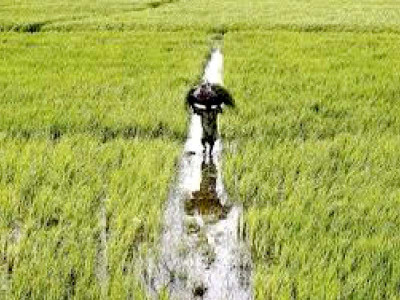 rains take toll on cotton crop rains take toll on cotton crop