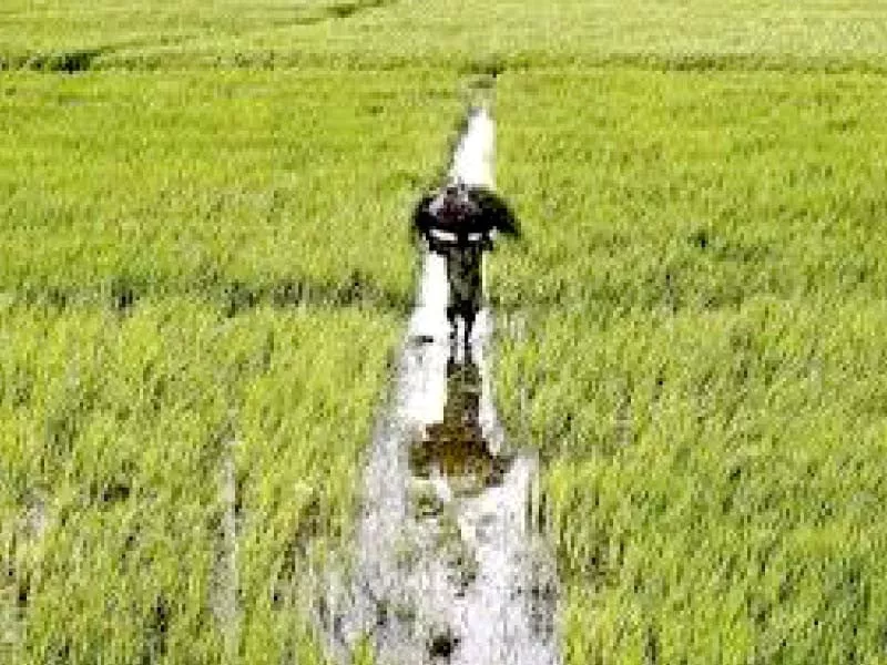 according to pbs the country imported 776 394 tons of cotton worth 1 83 billion in the previous fiscal year photo file according to pbs the country imported 776 394 tons of cotton worth 1 83 billion in the previous fiscal year photo file