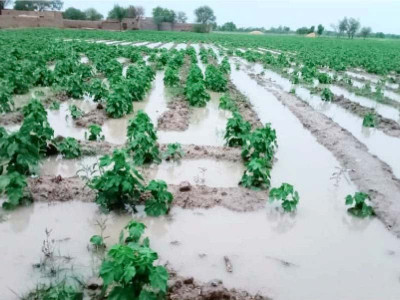 rainwater storage a must for new projects