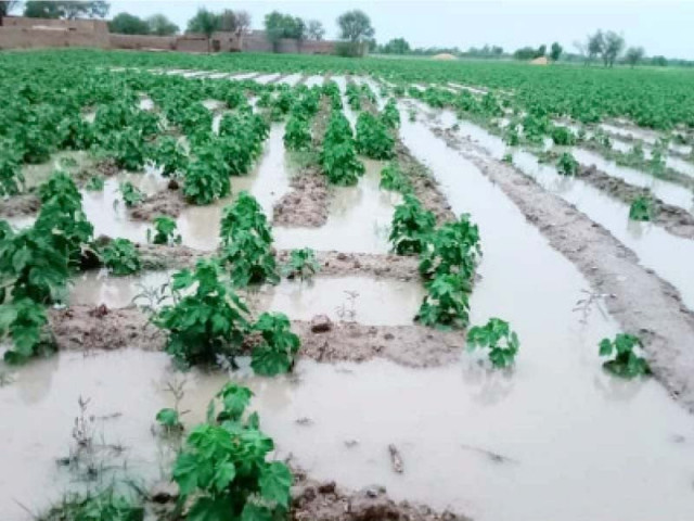 ry khan loses cotton on 130k acres of land