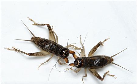 man zhiguo 039 s crickets fight each other as he trains them for the upcoming national cricket fighting championship photo reuters