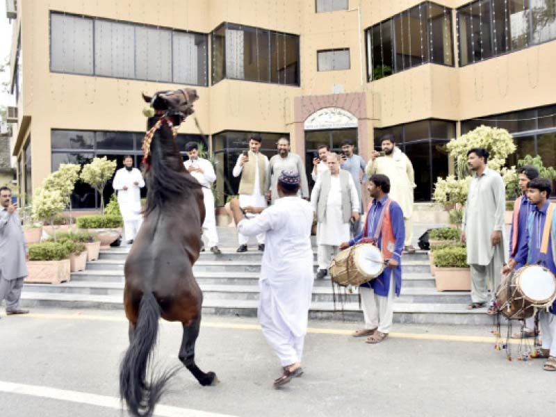 a horse flawlessly executes intricate dance moves outside pindi s rda office photo express