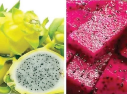 farmers push for dragon fruit cultivation